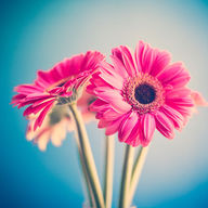 Canvas-taulu Pinkki Gerbera 1780
