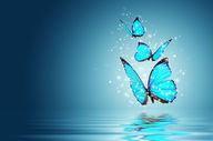Canvas-taulu Perhoset 1043
