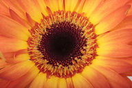 Canvas-taulu Gerbera 1743