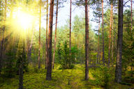 Canvas-taulu Metsässä auringon laskiessa 1501