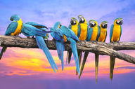 Canvas-taulu Macaw papukaijat Argentiina 445