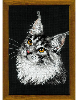 Taulu Maine coon
