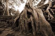 Canvas-taulu Angkor Watin temppeli Seepia 3958