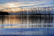 Canvas-taulu Kaislikko Päijänne 113