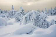 Canvas-taulu Rovaniemi tykkylumimaisema 541