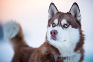 Canvas-taulu Siperianhusky 1756