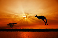 Canvas-taulu Australia kenguru 270