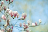 Canvas-taulu Magnolia 1687