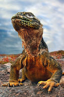 Canvas-taulu Galapagos iguana 1019