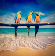 Canvas-taulu Macaw papukaijat 656