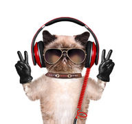 Canvas-taulu Funky cat 1000